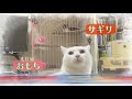 【保護猫活動】預かりボランティアスタート！サンシャイン池崎に続け！お笑いコンビ本田兄妹 2