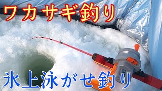 【ワカサギ釣り】氷上泳がせ釣りでサクラマス　ニジマス　アメマスを狙う！