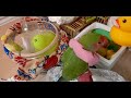 jrシュシュボロボロ　小桜インコ　我が家の天使たち5羽【エリザベスカラー】