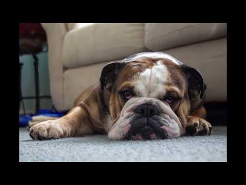 Top 5 Dogs In The World Youtube