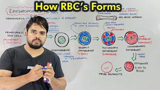 Erythropoiesis: Process of Production of Red Blood Cells (Hematopoiesis)