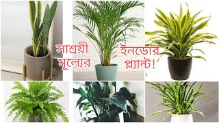 সাশ্রয়ী মূল্যের ইনডোর প্ল্যান্টস// Indoor Plants At Low Coast🌲🌲🌹🌹🌼🌼