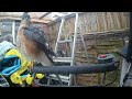 close up of the sparrow hawk who visits my shed every day.