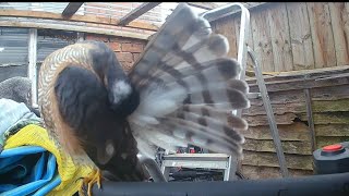 Close up of the sparrow hawk who visits my shed every day.