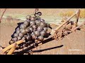 vineyards in the alzey countryside 2018