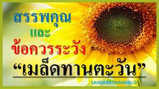 เมล็ดทานตะวัน : สรรพคุณและข้อควรระวัง