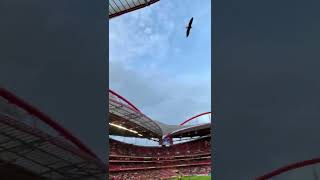 Estádio da Luz 🦅 Benfica 🔴⚪️