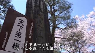 信州高遠城址公園「コヒガンザクラ」満開2024