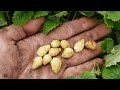 Alpine Strawberries! Wild White, Yellow Wonder & My New Variety Wild Ruby Strawberry! Sweet n Creamy