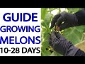 GUIDE TO GROW MELONS - Stage 10 To 28 Days - Pollinate Melon