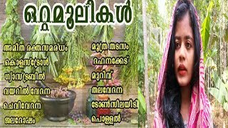 Ayurvedic health tips in malayalam | ഒറ്റമൂലികള്‍ Ottamooli or single medicine