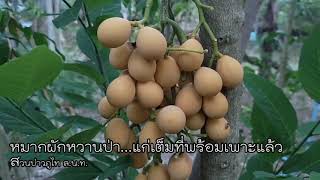 เมล็ดผักหวานป่าสุกงอมแก่เต็มที่แล้วพร้อมเพาะขยายพันธุ์