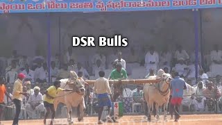 Narasaraopet New category || DSR Bulls దోమ మహశ్రీ కీర్తనారెడ్డి గారు || కర్లపాలెం (V) బాపట్ల జిల్లా