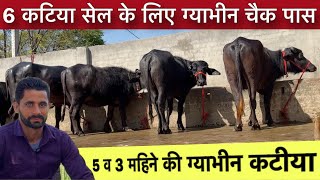 5 व 3 महिने कि ग्याभिन 6 झोटियां सेल के लिए उपलब्ध। प्योर मुर्रा रीग सिग Deepak Lochab Dairy Farm