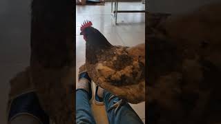 【鶏日記】音楽で集中できないクロ#鶏日記 #鶏 #ニワトリ #poules #にわとりこ #にわとり #hens