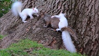 BIZARRE WHITE SQUIRRELS FOUND! - Attacking other squirrels! - Funny Animal Behavior.