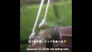 #四十雀 #しじゅうから #ひな #雛  #japanesetit #perfect_birds #chick 四十雀の雛、ナッツを食べる🥜