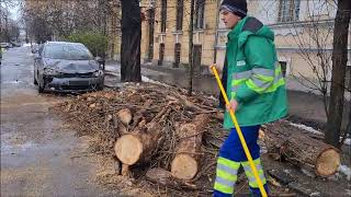 eBihoreanul.ro: Un copac a căzut peste două mașini, în centrul Oradiei