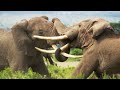 Elephant Twins Escape Battling Bulls | Dynasties II | BBC Earth