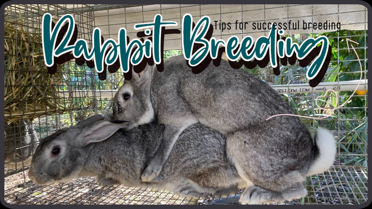 Tips For Successful American Chinchilla Meat Rabbit Breeding - YouTube