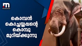 കൊമ്പൻ കൊച്ചയ്യപ്പ​ന്റെ കൊമ്പു മുറിയ്ക്കുന്നു | Elephant | Ivory | Kollam