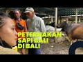 PETERNAKAN SAPI BALI DI BALI, SAPI BALI PREMIUM