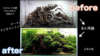 水草水槽アクアリウム ウィローモス 紹介