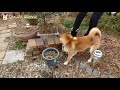 【柴犬さくら】サッカーボールに猛烈アタック！ shiba inu sakura　fierce attack on a soccer ball