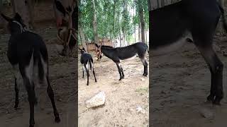 Funniest Donkey Ever Donkey Training the fun way 1232