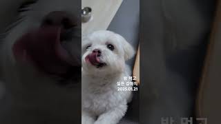 밤 먹고 싶은 강아지(feat.엄마생일 찬스) #maltese #강아지 #pets #dog #반려견 #puppy #강아지일상 #cute