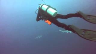 KoroSun Dive - Feb. 15/2016 - Dream House - Hammerhead Sharks