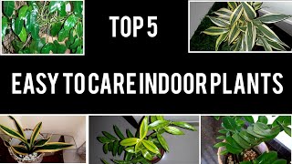 Top 5 Easy to Care Indoor Plants| വീട്ടിൽ എളുപ്പത്തിൽ വളർത്താൻ പറ്റുന്ന അഞ്ച് ചെടികൾ|Garden Aura