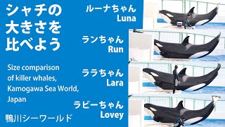 シャチの大きさを比べよう　Size comparison of killer whales,Kamogawa Sea World,Japan【鴨川シーワールド　シャチパフォーマンス】