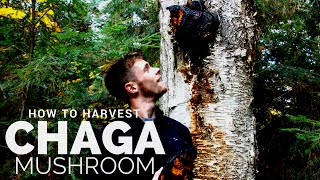 How to Harvest Chaga Mushroom: Hunting for Nature's Most Magical Superfood