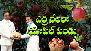 ఎర్ర నేలలో ఆపిల్ పండు | అసాద్యాన్ని సుసాధ్యం చేసిన తెలంగాణా రైతు | Shreyas Media