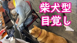 柴犬型目覚し【みやこ寿司】＃SHIBA　＃常滑