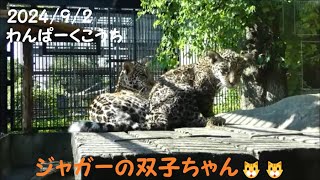 ☆2024/9/2☆ジャガーの双子ちゃんに会って来た🐱🐱　わんぱーくこうち