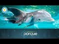 ¿Por qué son tan inteligentes los delfines? (1 de 3) - Todo tiene un porqué