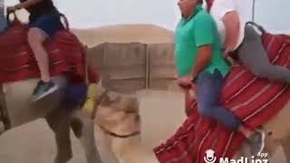 Camel can hardly lift that fat couple..😂😂😂😂😂