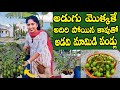 ఔషధాల గని అడవి మామిడి| ఈ మొక్క మీ గార్డెన్ లో ఉందా? లేదంటే వీడియో తప్పకుండా చూడాల్సిందే|Aamra Fruits