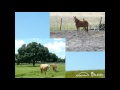 how to assess a horse s health and welfare