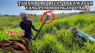 TUKIR BELUT ATAU BUBU BELUT DI KAWASAN RARE ! HASIL LUMAYAN