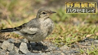 【スローモーションで野鳥観察】ハクセキレイ【特別な事は何も起らない動画】