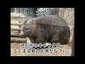 【池田市】五月山動物園のウォンバット達に会ってきました。1