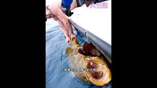 戶外捕魚：男人用花上百元買來的大魷魚作餌釣到巨物 #海釣 #釣魚 #原來釣魚才是抖音運動頂流 #釣魚的樂趣只有釣魚人懂