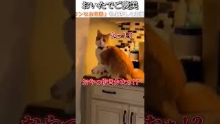 猫のおもしろ動画にツッコミどころ満載なアフレコしてみた＃173【おいた】【ハプニング映像】#shorts　#アフレコ #面白動画