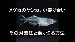 【メダカ 飼育】メダカ同士のケンカ その対処法とは？ 滋賀県のメダカ販売店 めだか藁屋 高木正臣