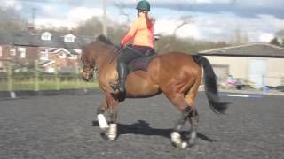 Dressage Anywhere Charlotte and Dovedale Dazzling Bay