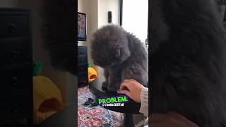 Cat Was Not in a Playful Mood! - RxCKSTxR Comedy Voiceover