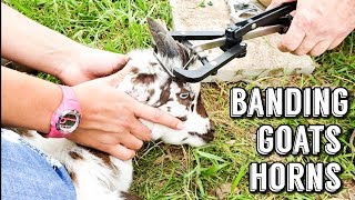 BANDING GOAT HORNS \u0026 COW HORNS